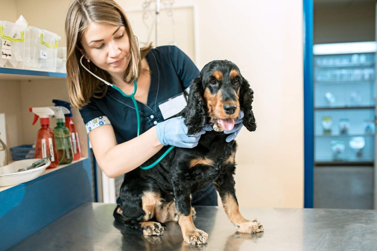 PetClinic: Software veterinario