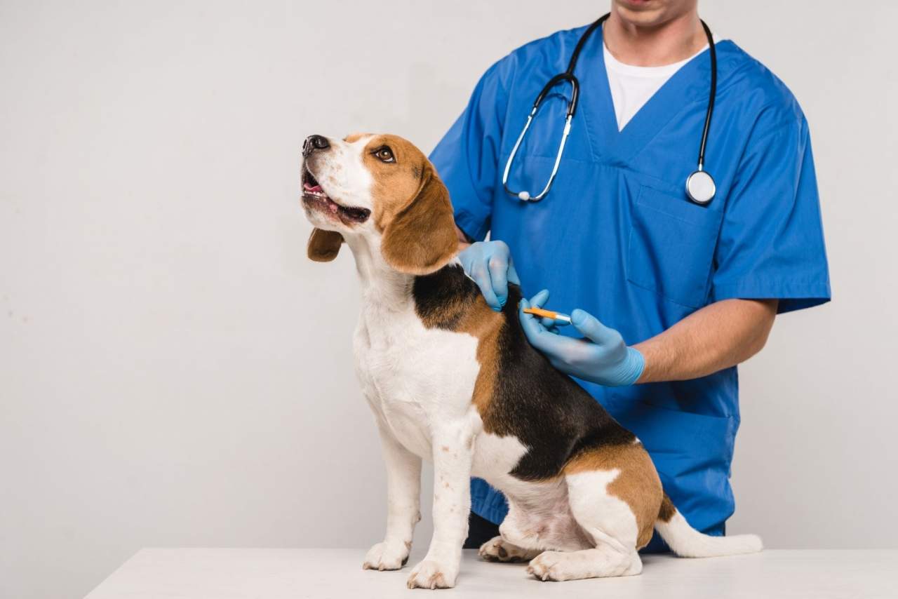 ¿Cómo ayuda el Software veterinario en el día a día de las clínicas? Mejor opción Petclinic