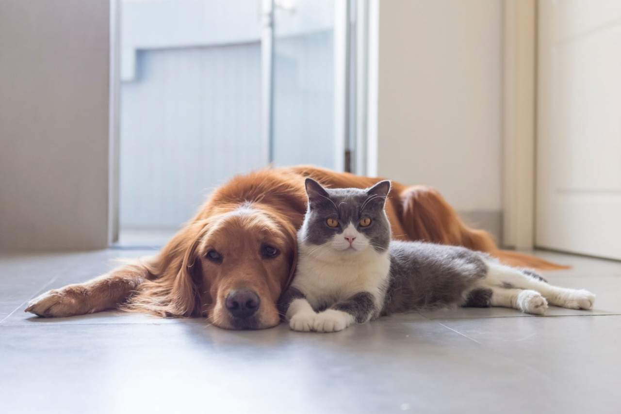 Aumentan las visitas veterinarias en Algeciras: Clínica Veterinaria El Estrecho