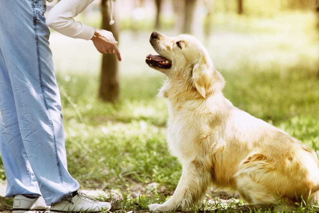 Adiestrador de perros en Zaragoza: Binomium