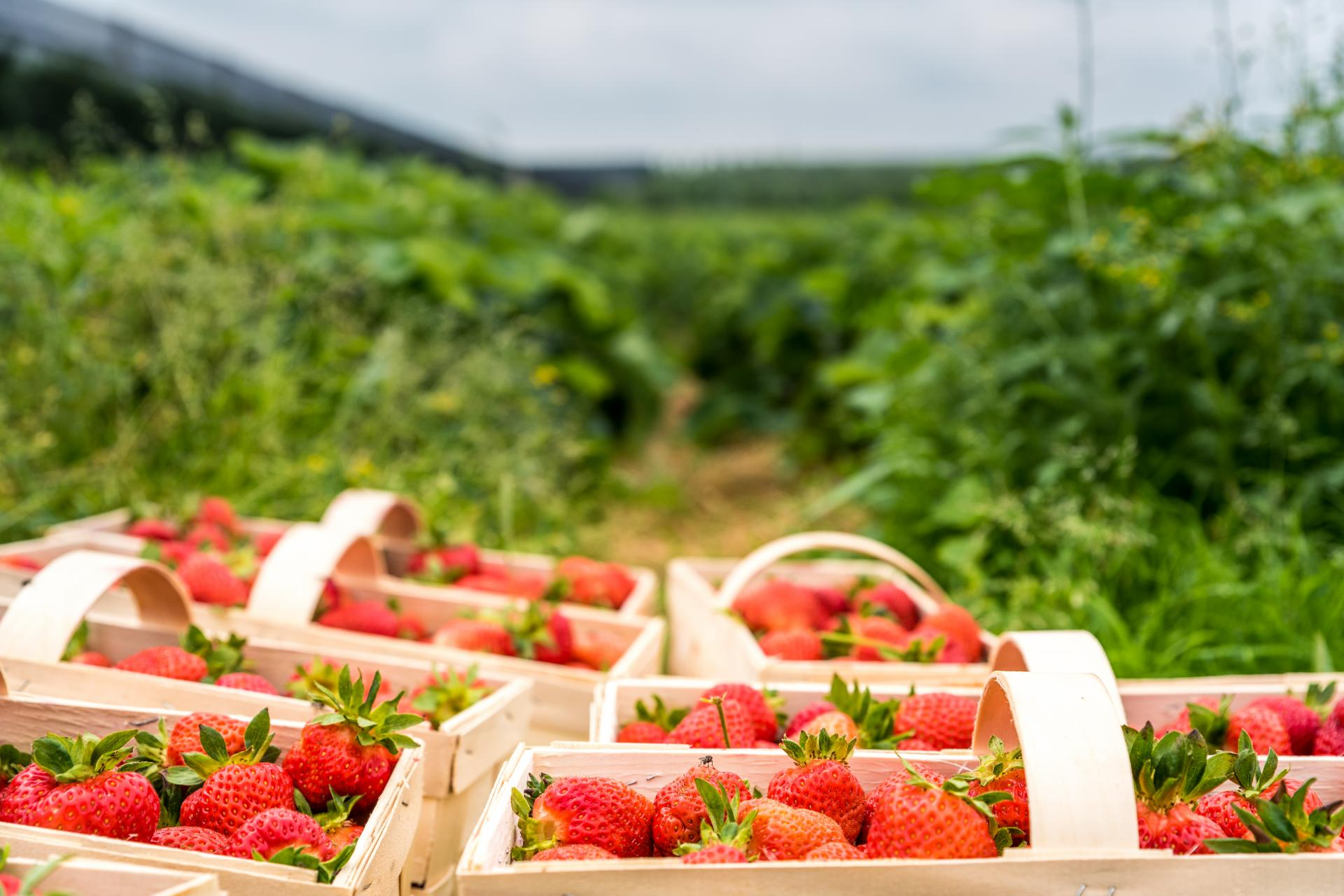 La empresa que permite obtener verdura directamente del agricultor: EcoSarga