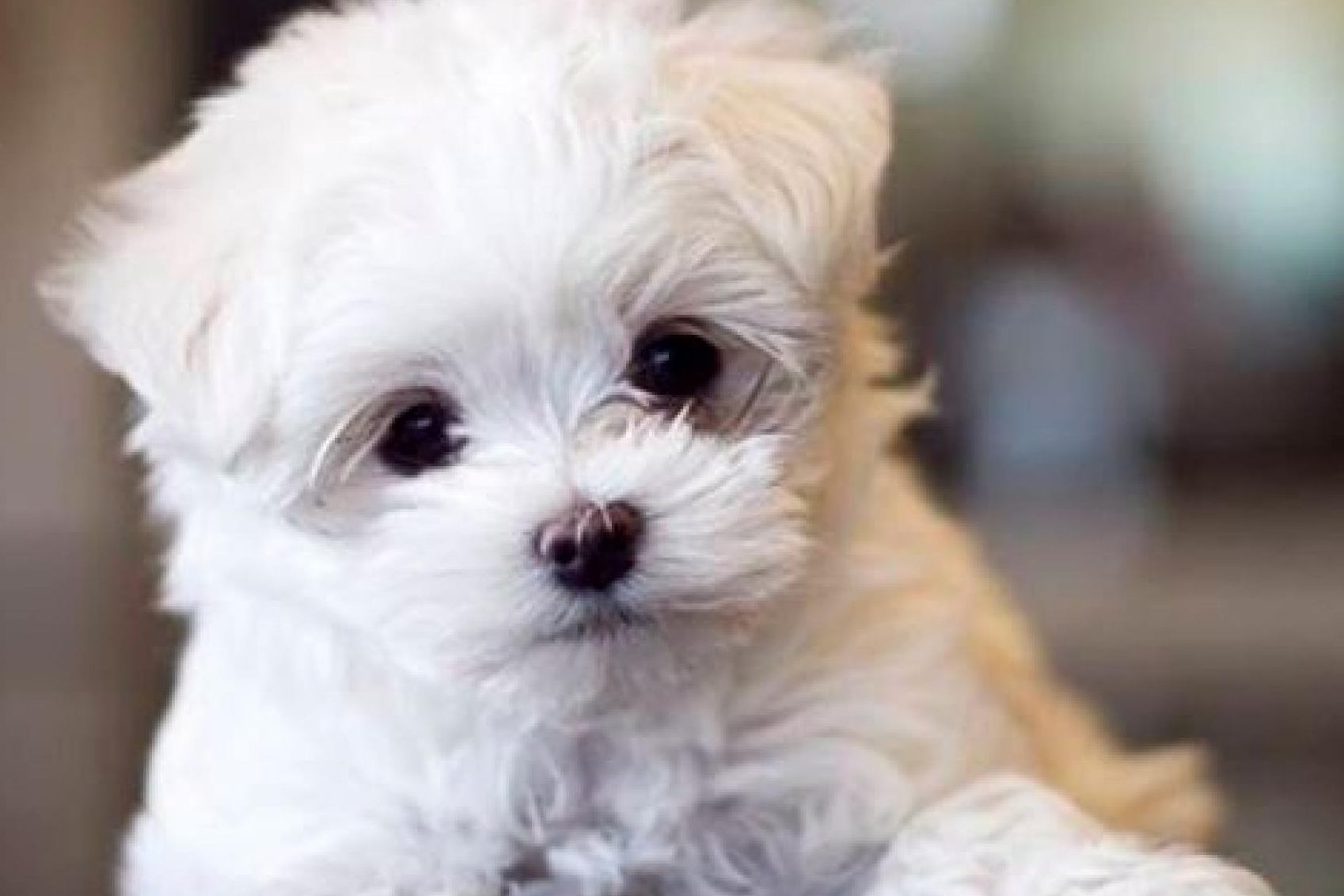 Tienda Cachorro se dedica a la venta de cachorros de núcleo zoológico y ofrece una gran calidad en el servicio