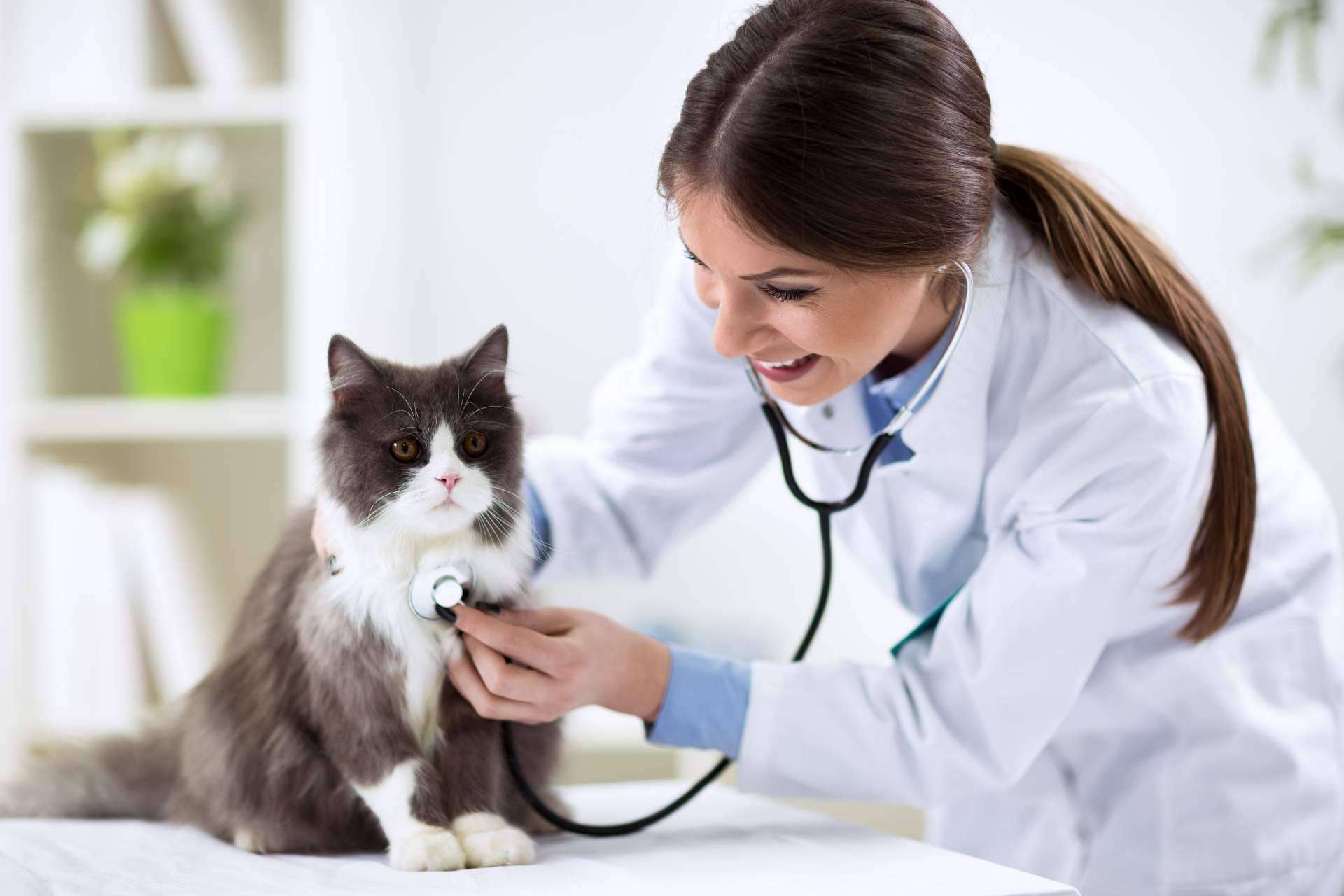 ¿Cuáles son las salidas profesionales del Curso Auxiliar Técnico de Veterinaria de Tecni Estudio?