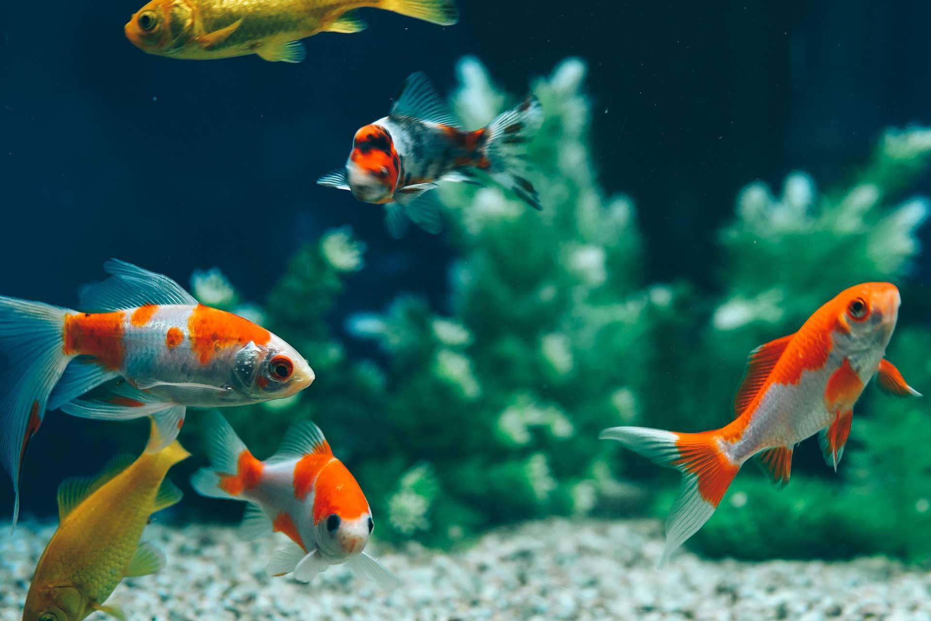 Modelos de acuarios ofrecidos por Animalzone