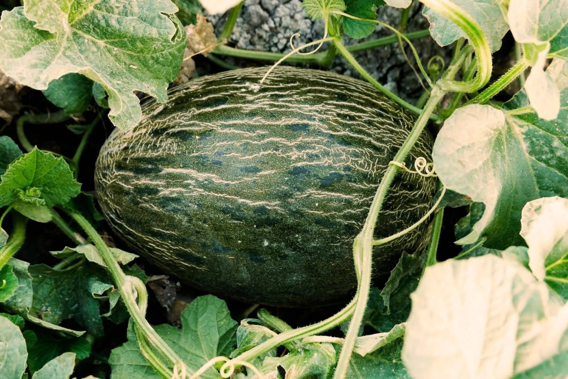 Cítricos y Delicias, la tienda que dispone de melones de gran sabor y calidad