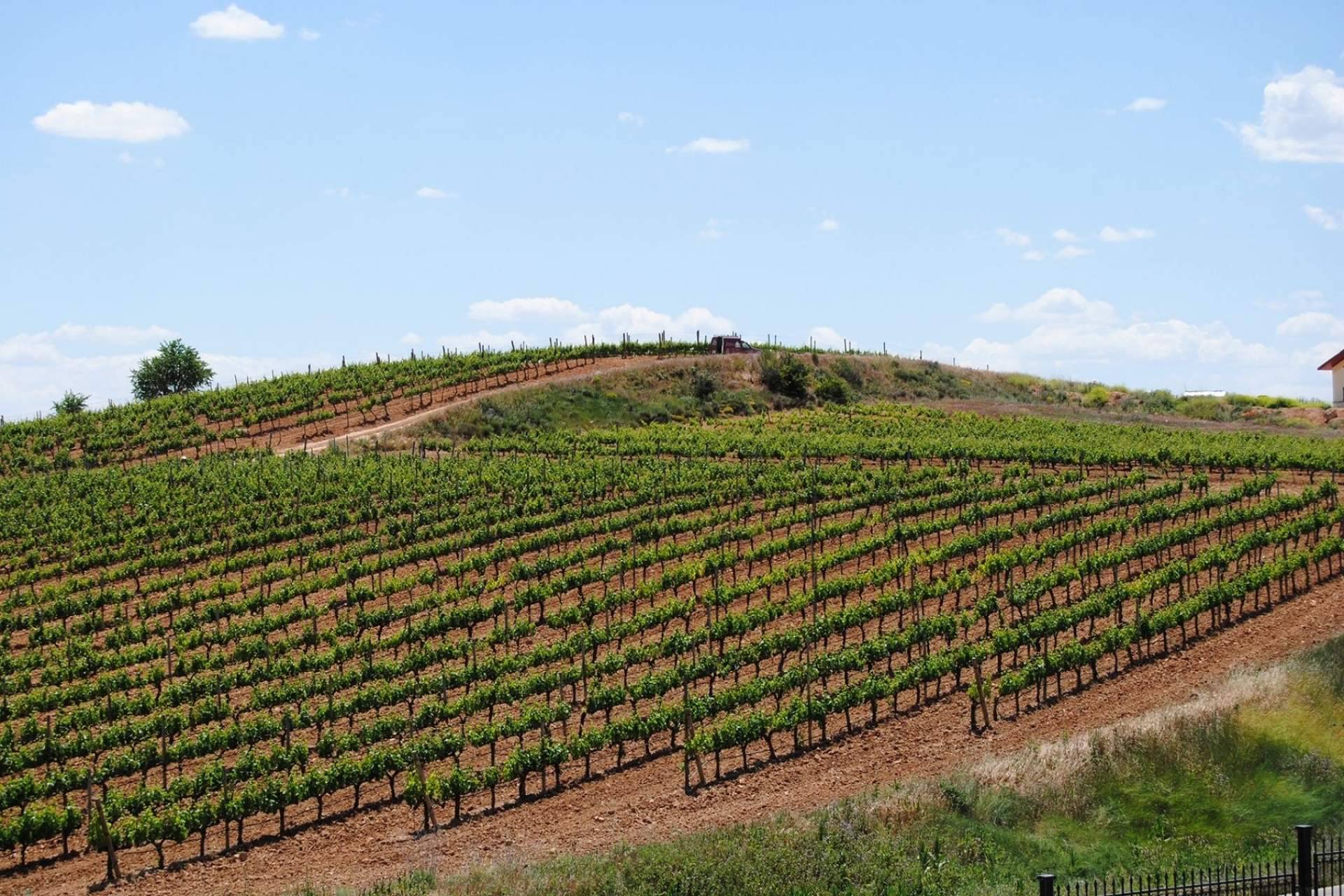 Antigva: innovación en el mundo de los vinos
