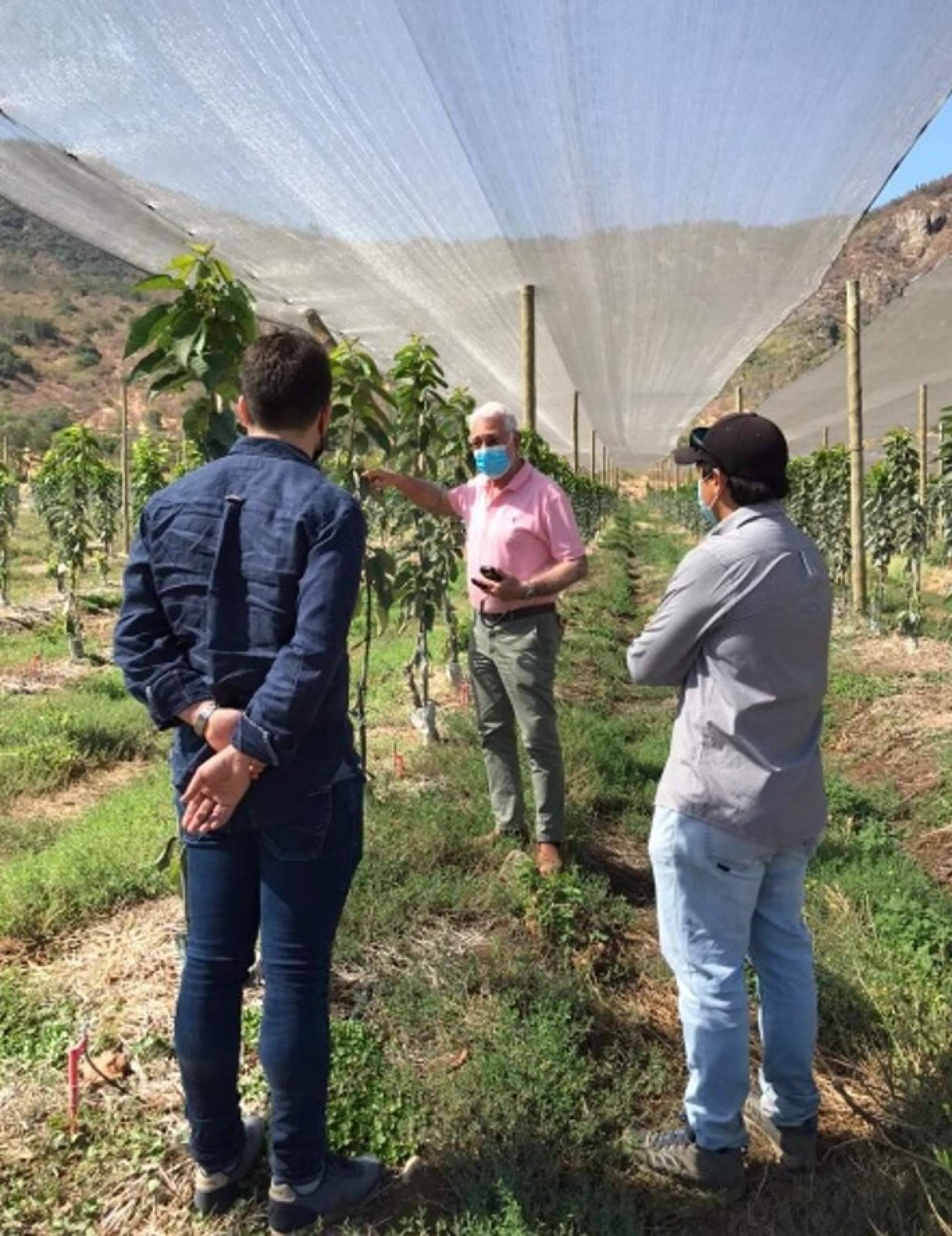 Malla termodifusora con partículas de aluminio: mejorar la calidad de los cultivos gracias a los servicios de la empresa AGRALIA