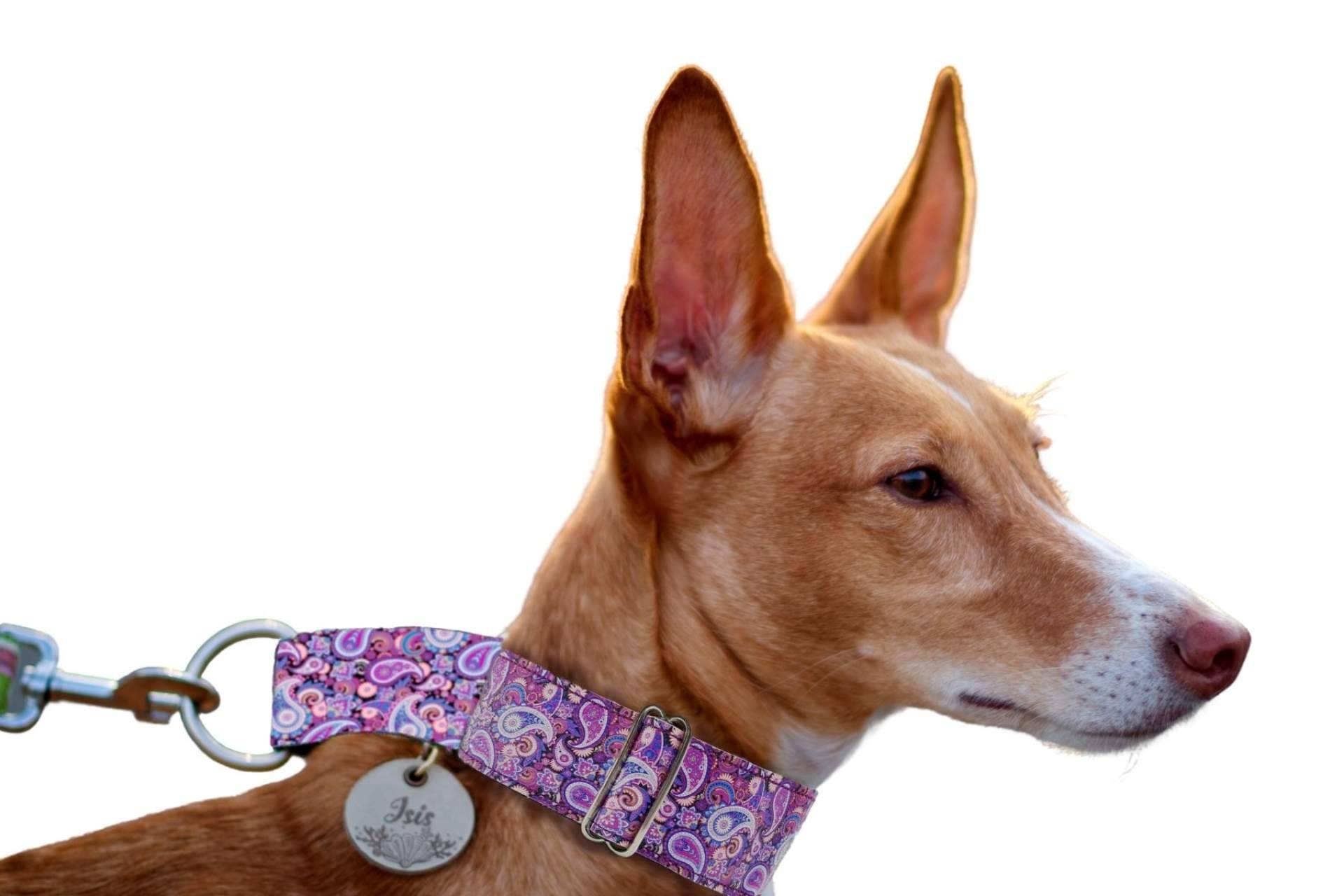 ¿Dónde encontrar collares de piel sintética para perros?: Patitas Barcelona