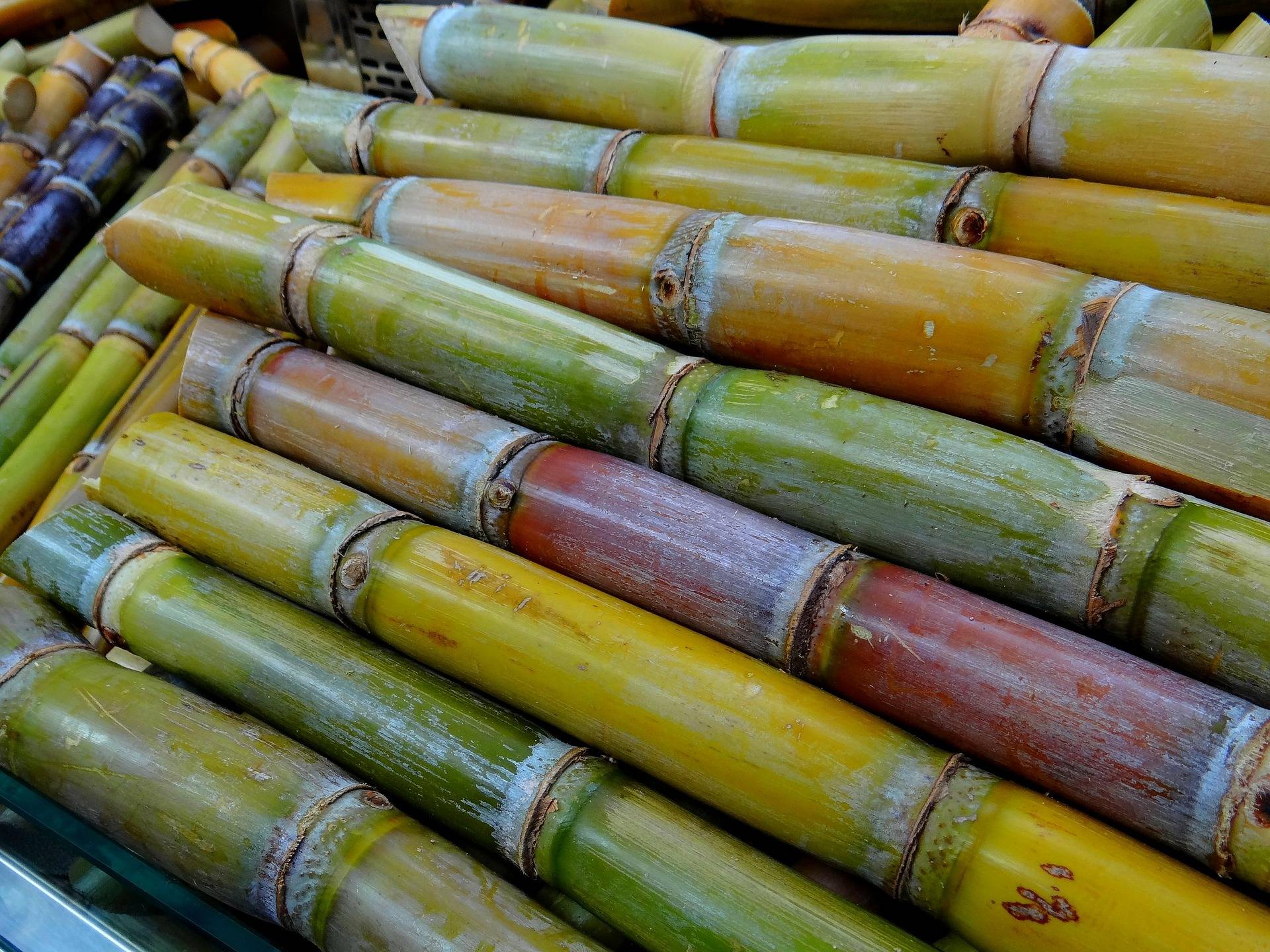 La revolución del packaging sostenible respetuoso con el medioambiente tiene el nombre de CAÑAPACK