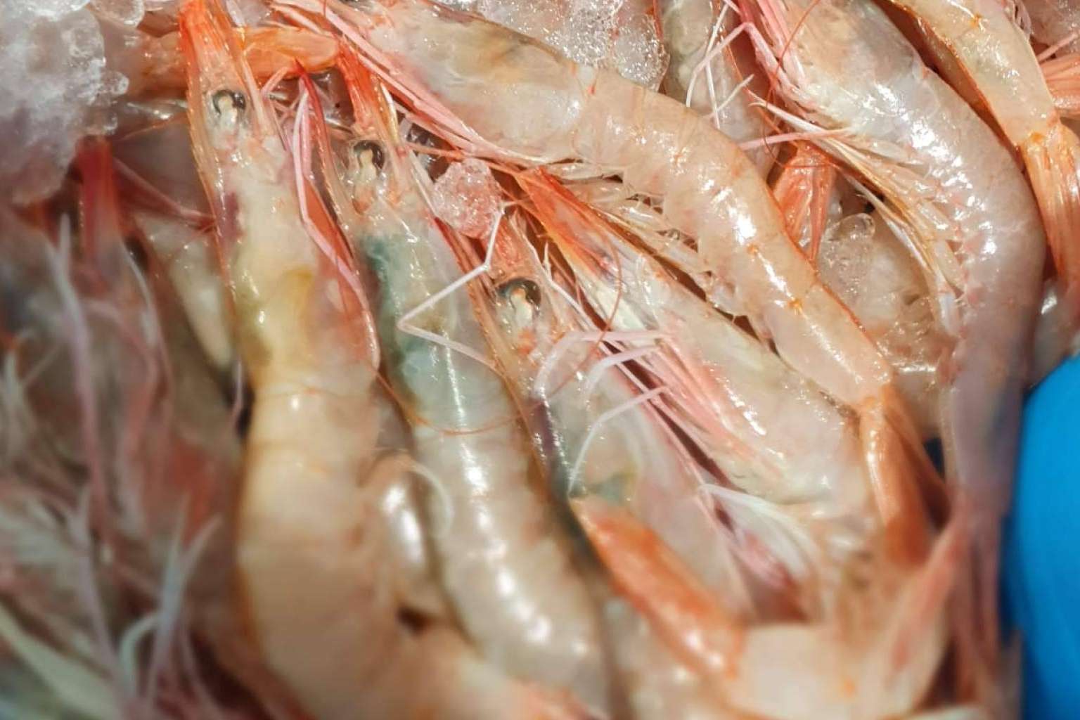 Organizar y adelantar las compras de mariscos y pescados para la Navidad con comprarpescadoonline.es