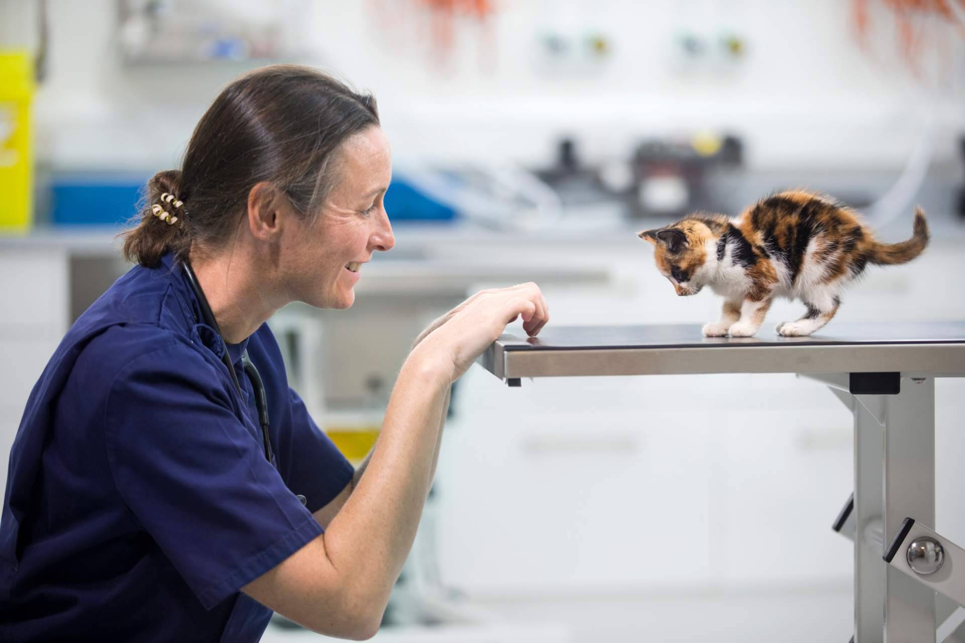 El seguro veterinario que ofrece Miwuki