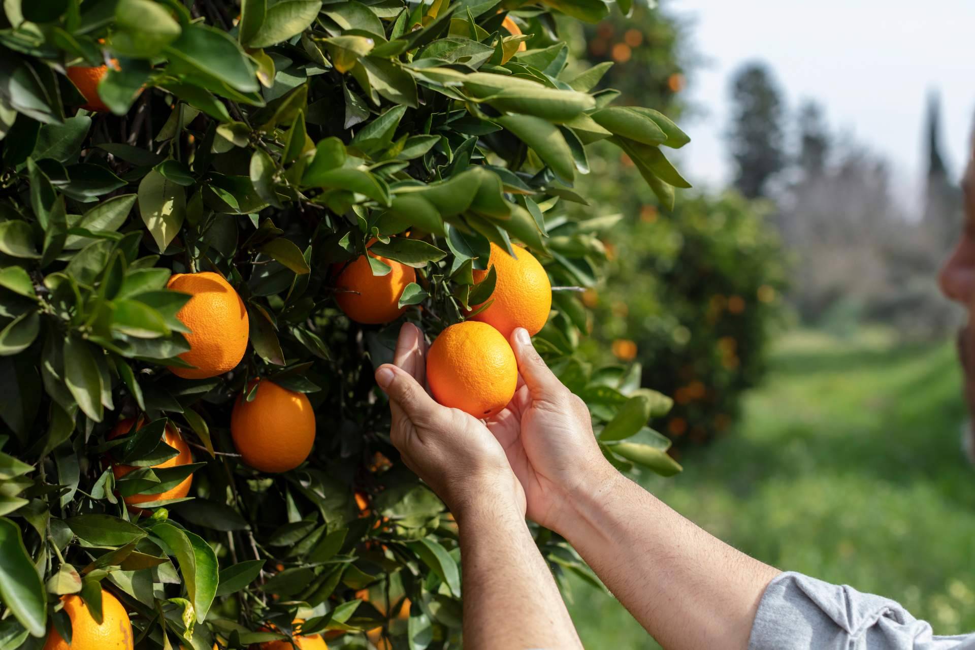 La venta online para resolver la crisis de precios en la agricultura, por Sabor a Naranjas