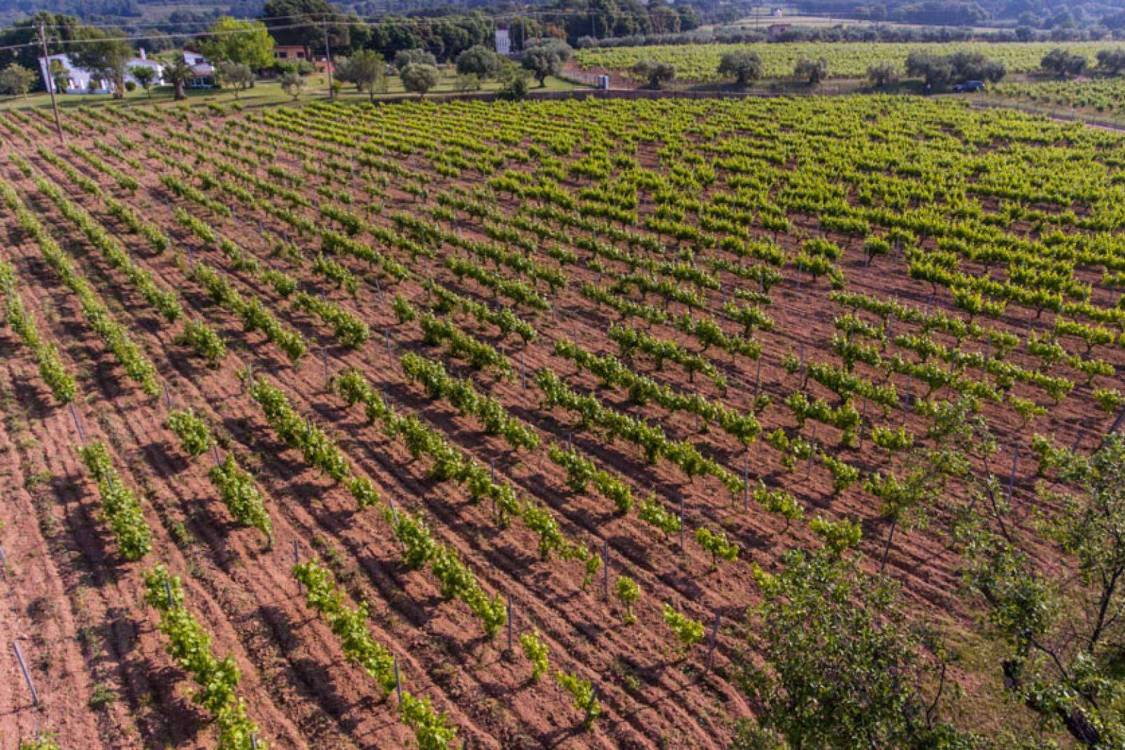 Viníric desarrolla una ruta de enoturismo en Cataluña