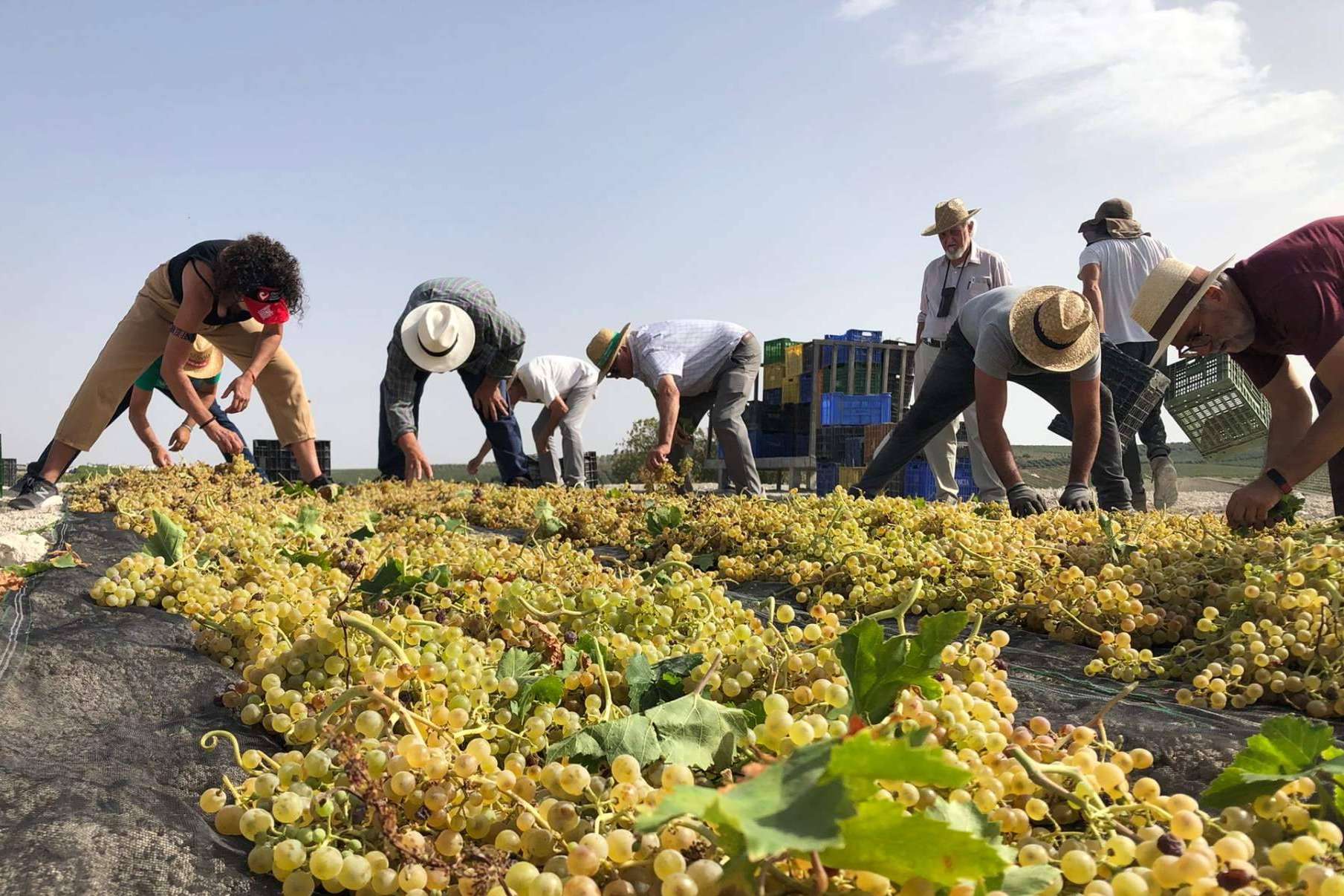 Producción de vino ecológico en España, con Bodegas Robles
