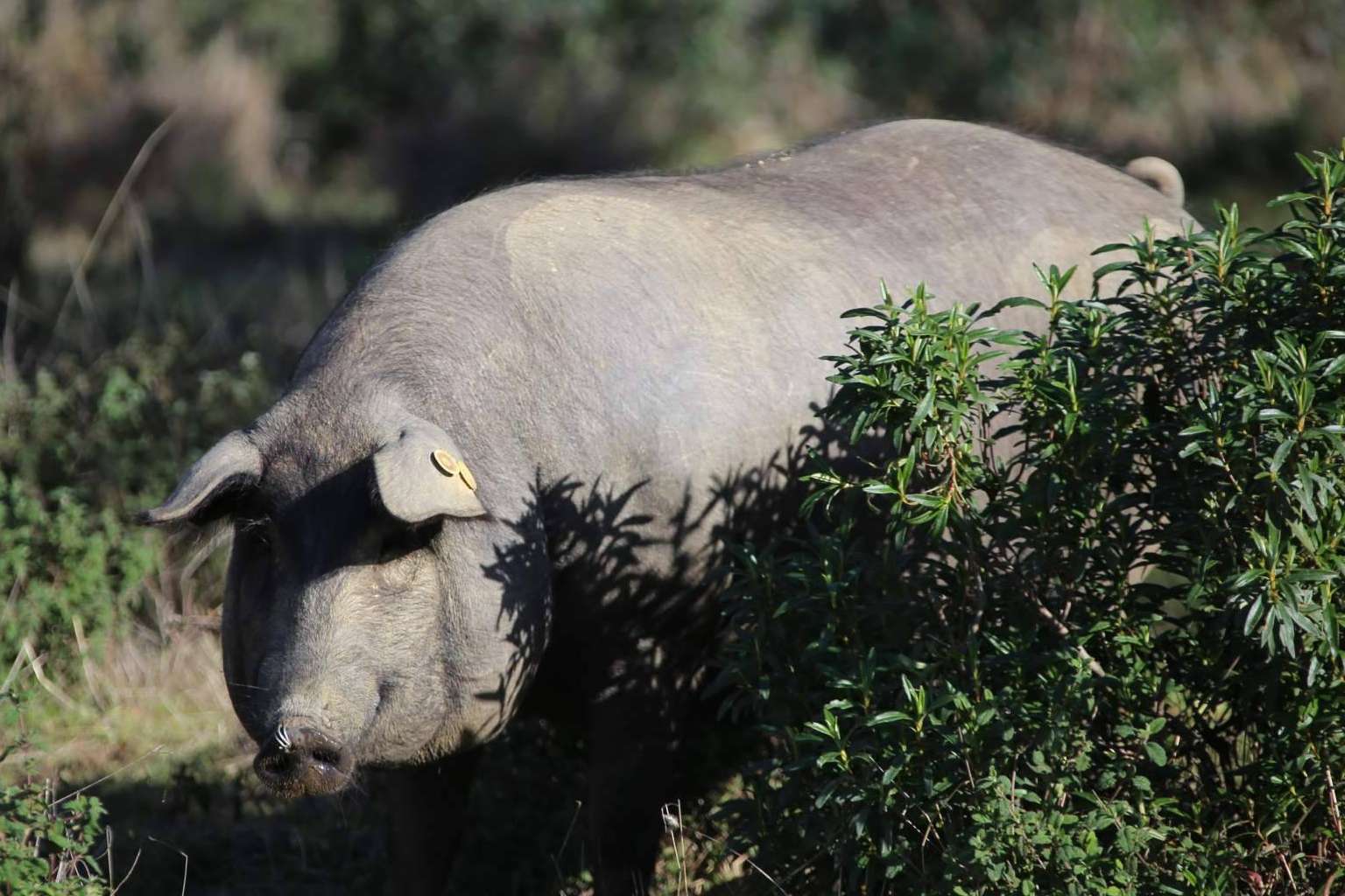 Don Ibérico es una compañía sostenible de jamón de bellota de calidad