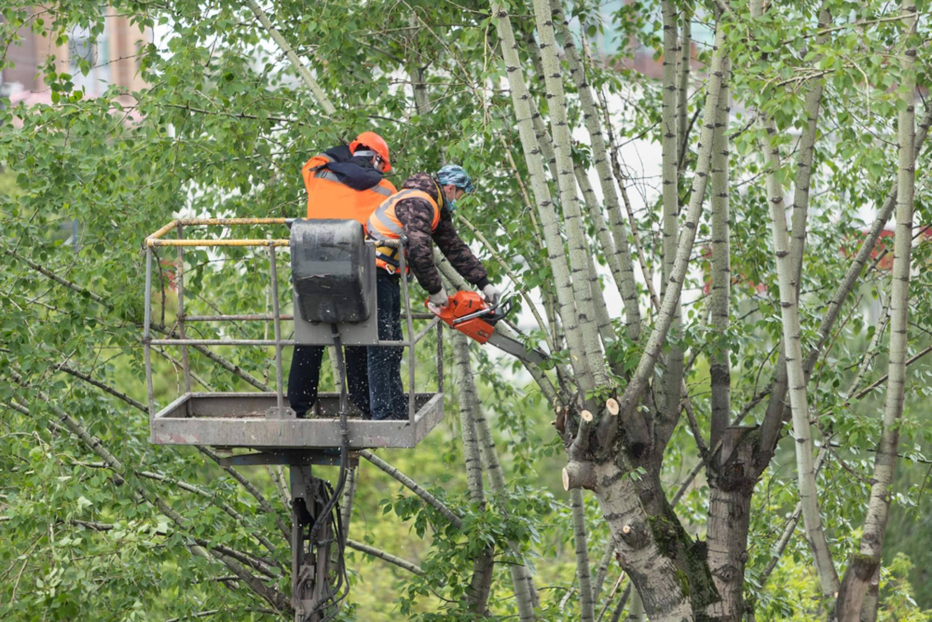 La importancia de tener el jardín en orden, por Podarama