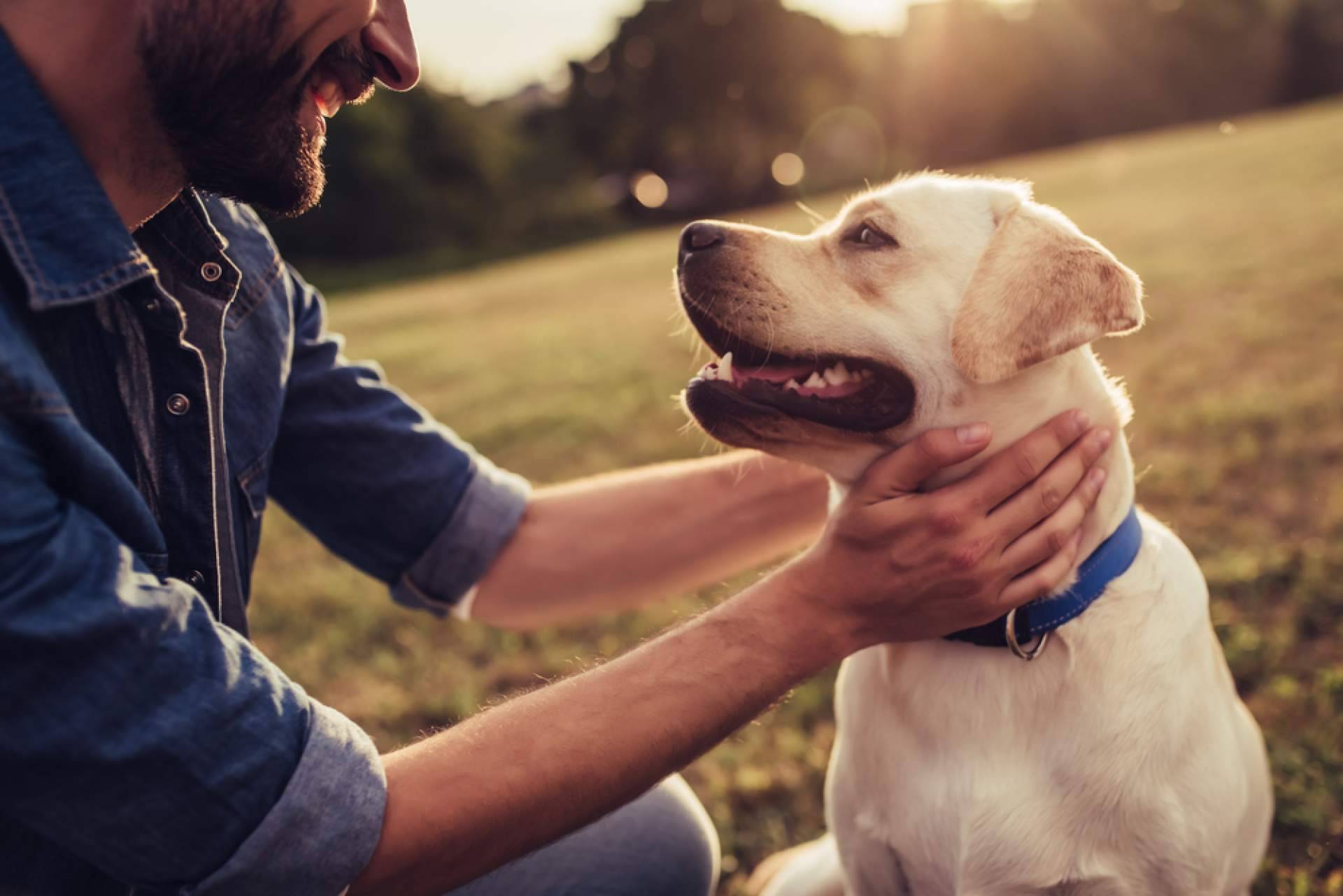 Es necesaria una buena alimentación para los perros y gatos que están en centros de acogida, por CaniAusa
