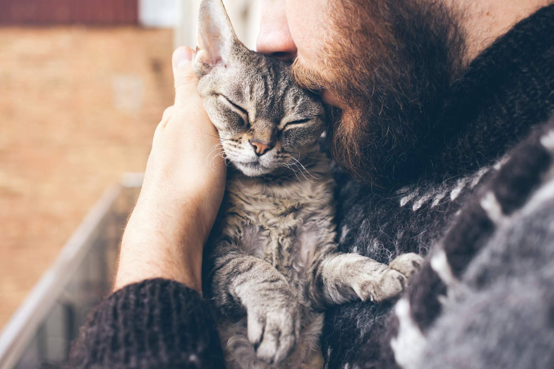 La creación de publicidad digital de la mano de mascotaperdida112.com para encontrar gatos perdidos