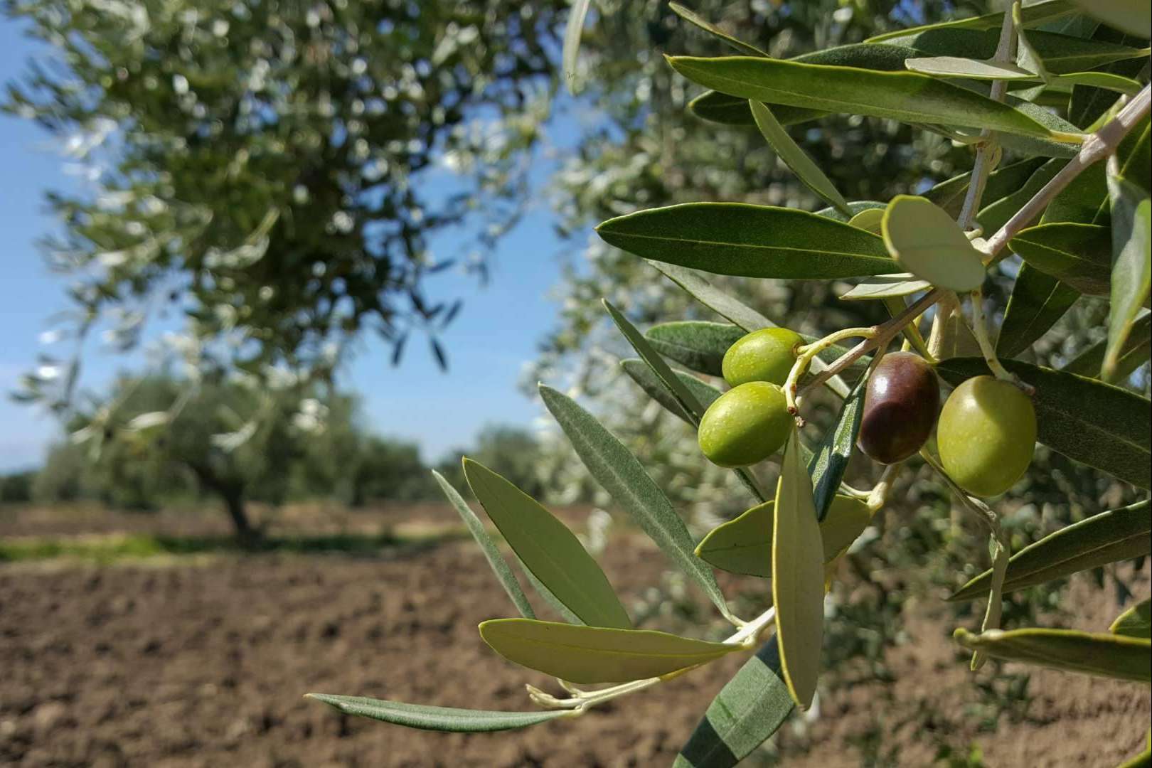 El Aceite de la Vida permite apadrinar un olivo centenario