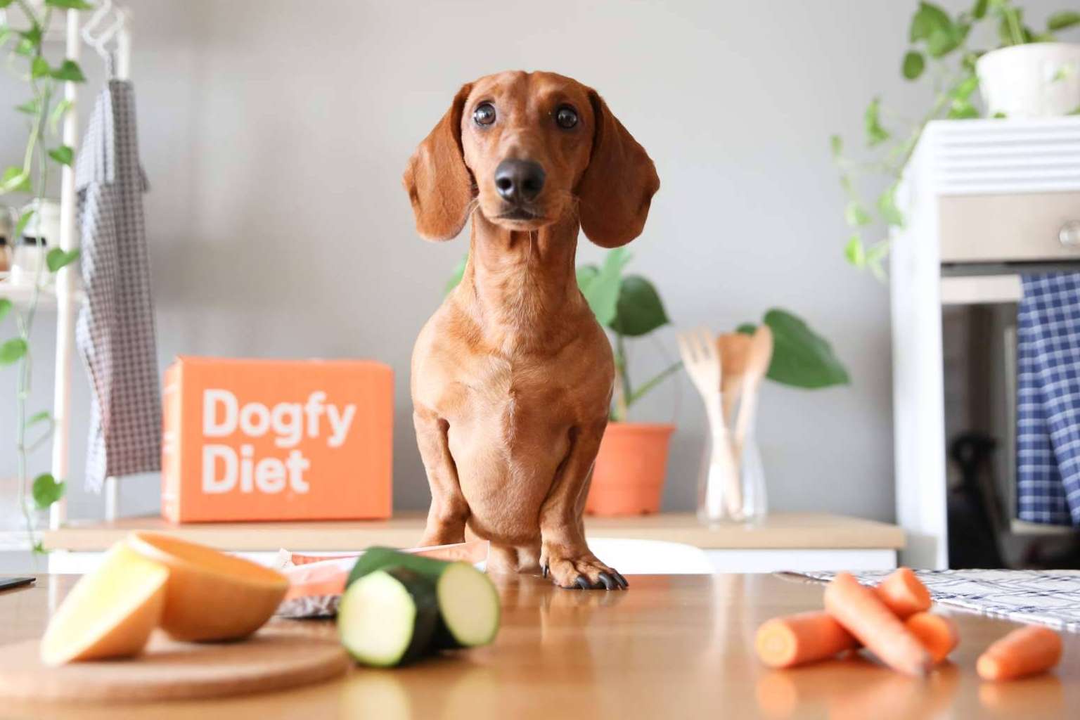 Comida natural para perros, la alternativa alimentaria que presenta Dogfy Diet para fortalecer el sistema inmune entre otros beneficios