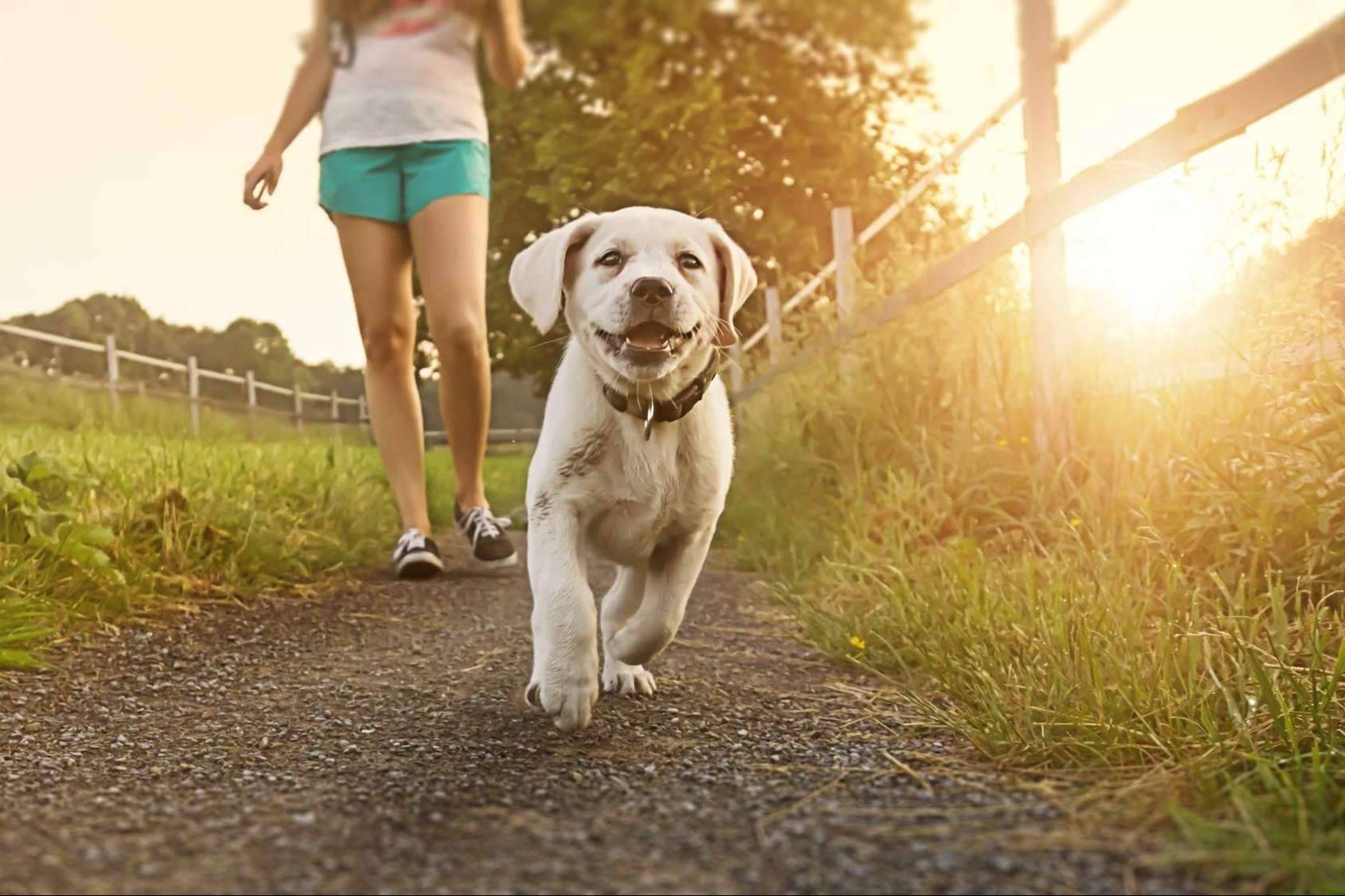 EducDog presenta su programa de educación temprana de cachorros