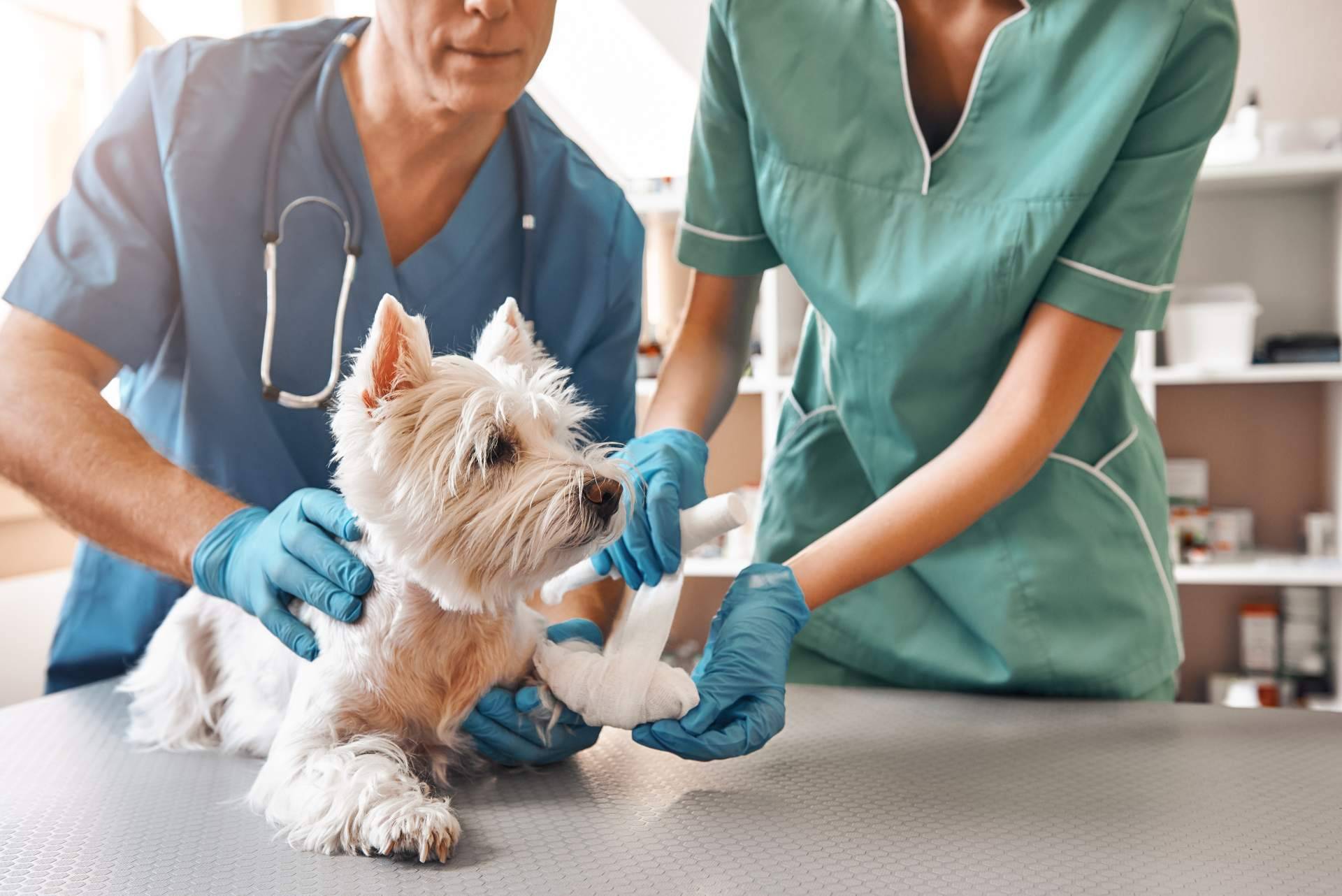 Vetformación ofrece un curso ATV especializado en el cuidado de animales hospitalizados