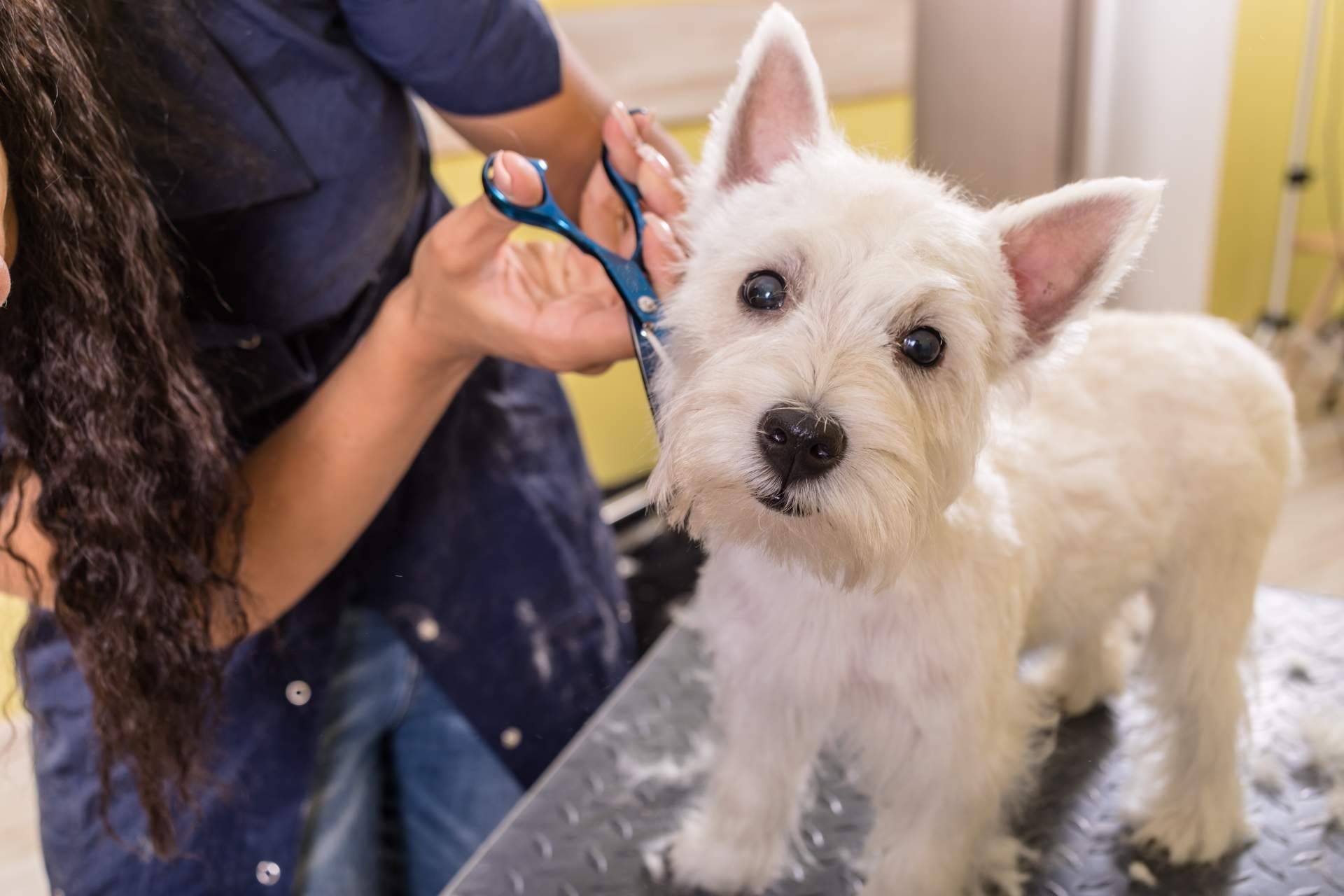 Perrukings sobre las ventajas de contratar los servicios de una peluquería canina