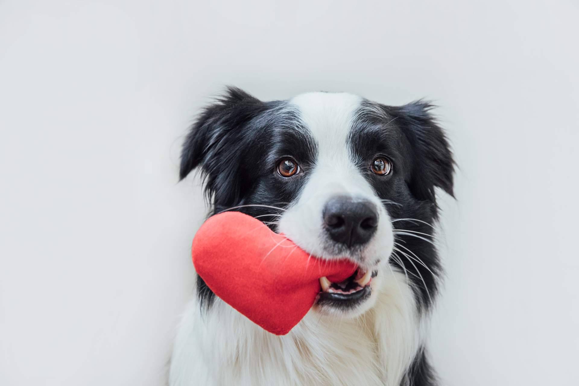 ClickGuau, el TikTok para mascotas que incluye centenares de vídeos graciosos de animales