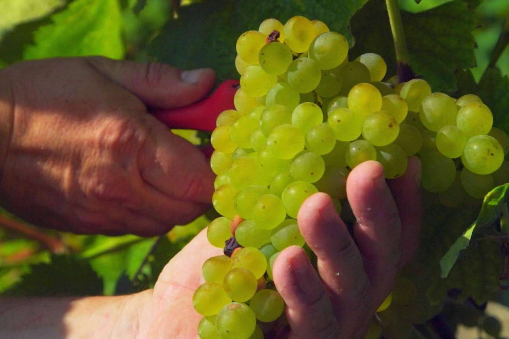 Bodegas Vidular, una historia de amor y respeto por el vino y la 'tierruca'