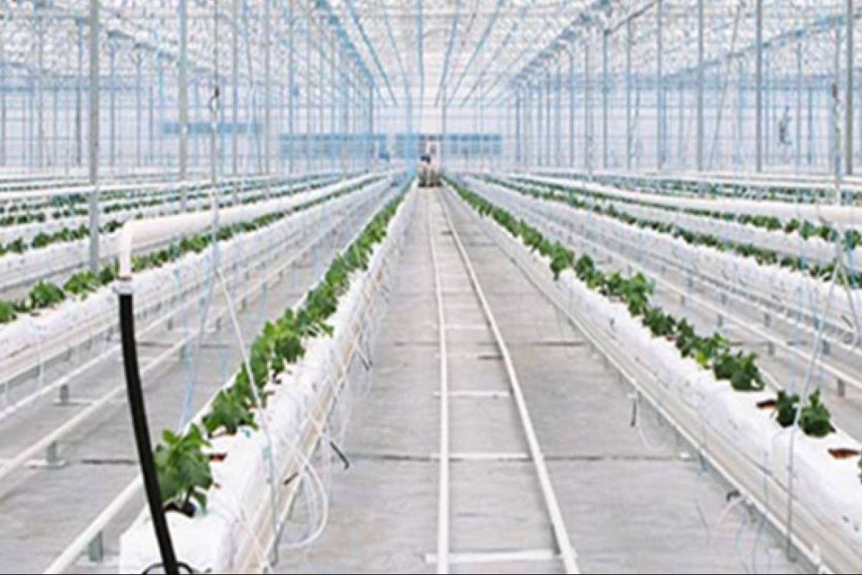 PVAI y sus servicios de consultoría en la puesta en marcha de campos de agricultura vertical