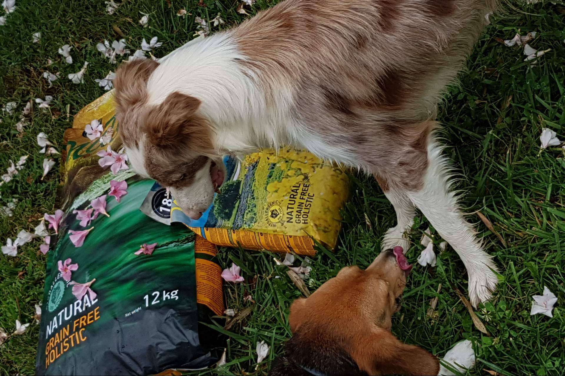 ¿Dónde encontrar pienso para perros hipoalergénico? Satisfaction y su gama Nature
