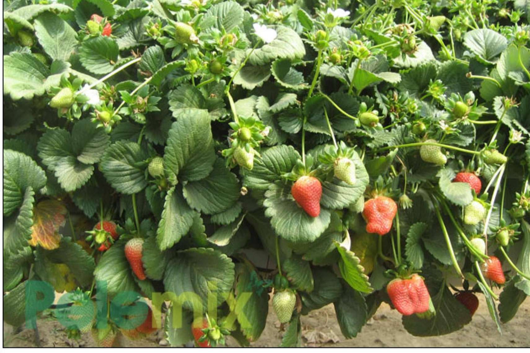 Cómo mejorar la calidad y la uniformidad de las cosechas de frutos rojos
