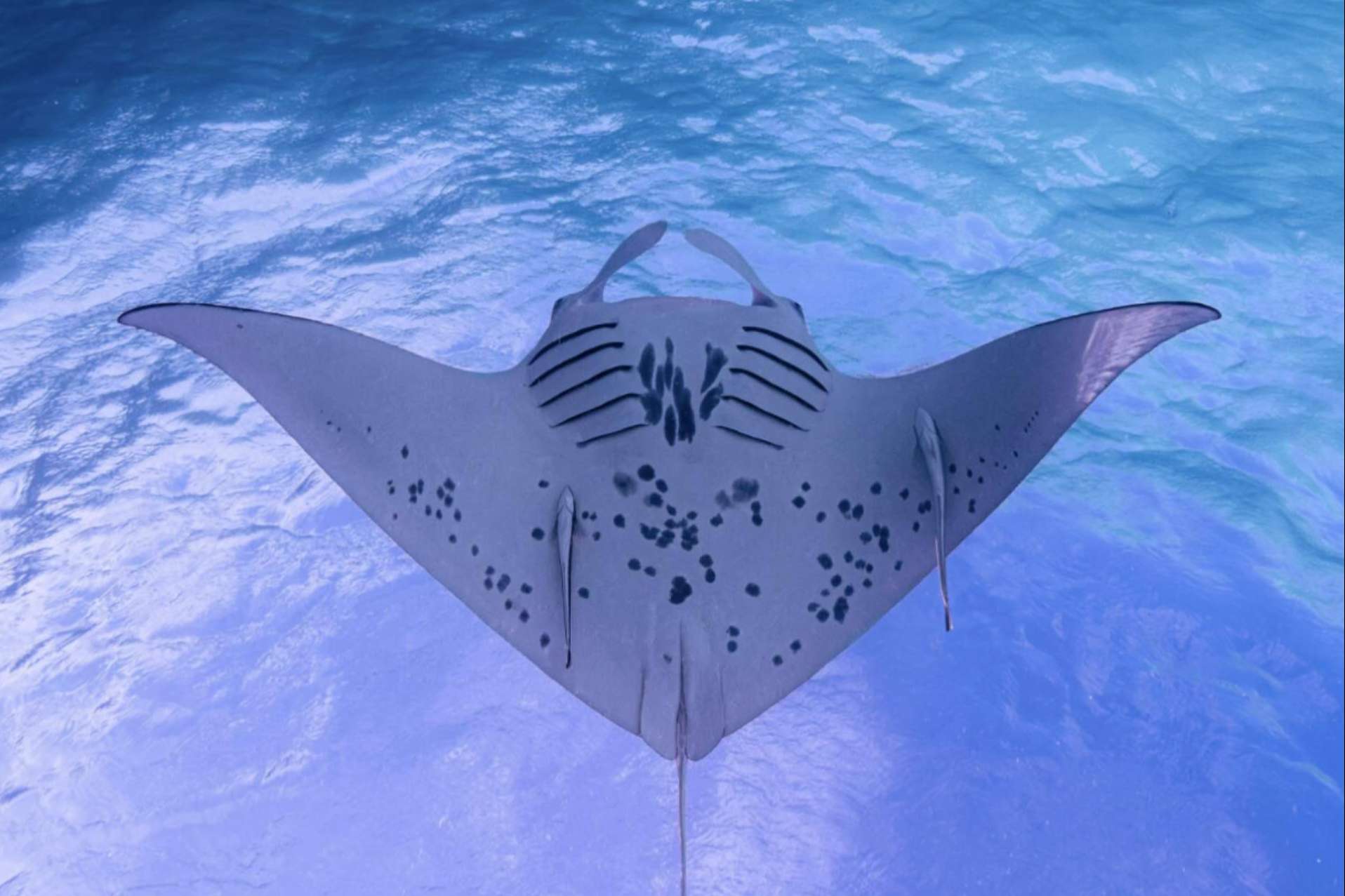 Cursos profesionales de buceo para todos los niveles en Maldivas de la mano de la escuela Drop Dive Maldives