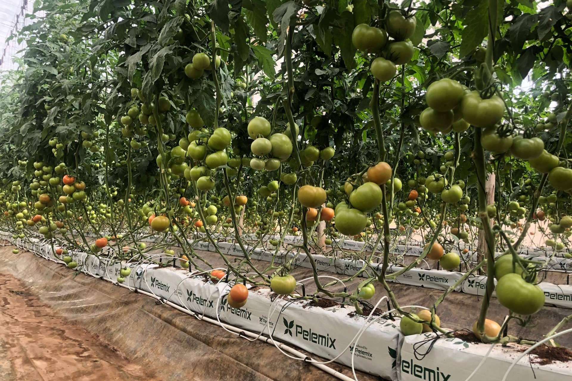 Cómo cultivar tomates en cualquier clima y temporada con las bolsas de cultivo de fibra de coco de Pelemix