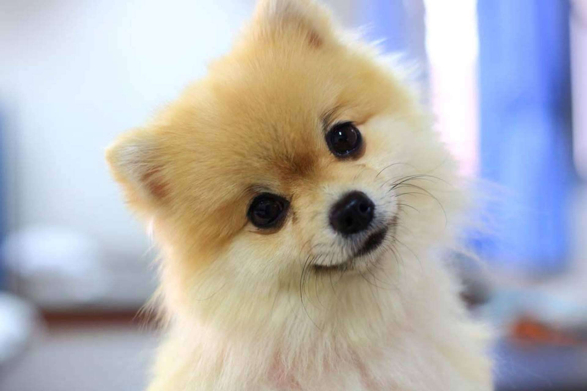 Lo que hay que saber para alimentar de forma adecuada a un pomerania