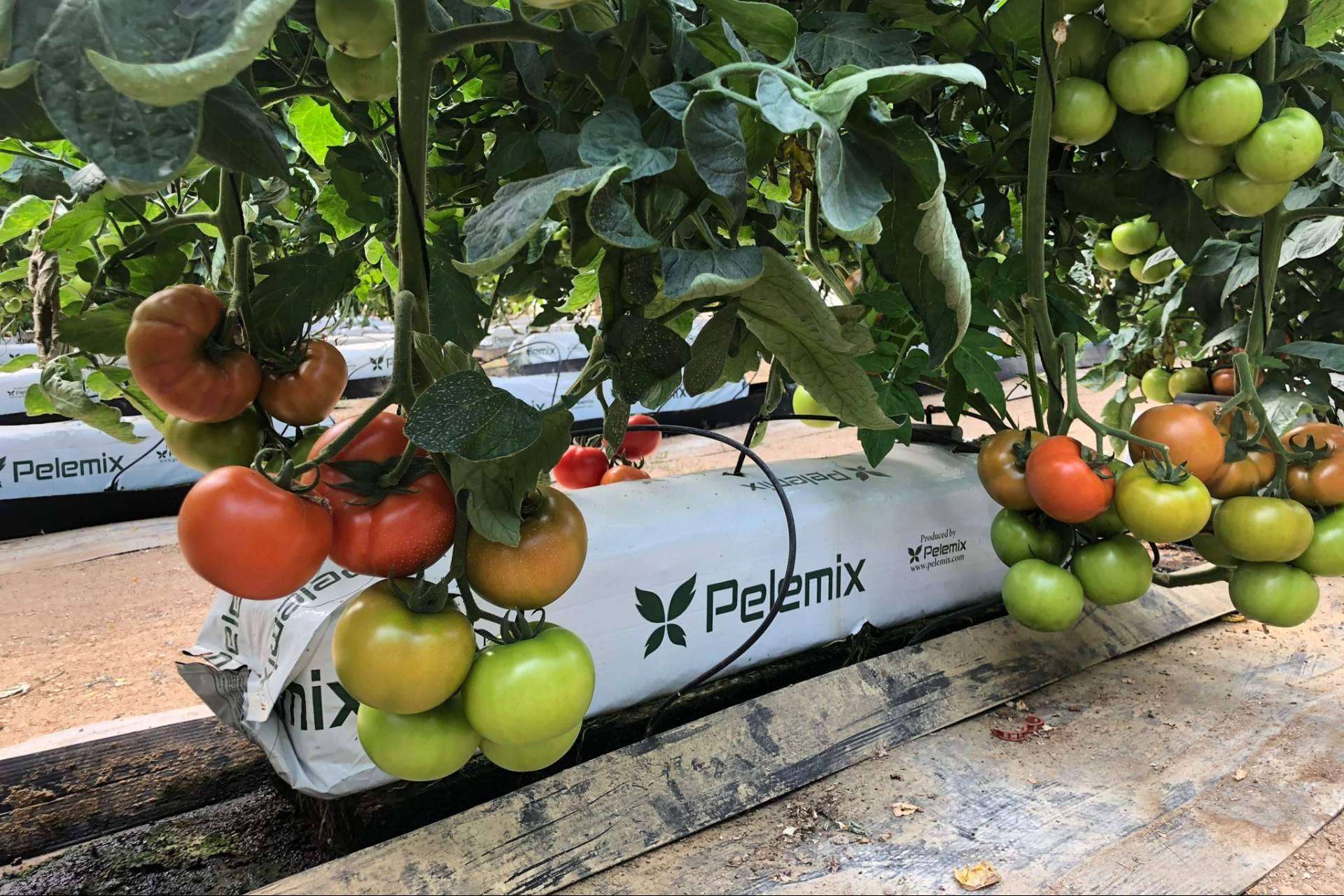 Sustratos de coco, la clave para cultivos de tomates en invernaderos