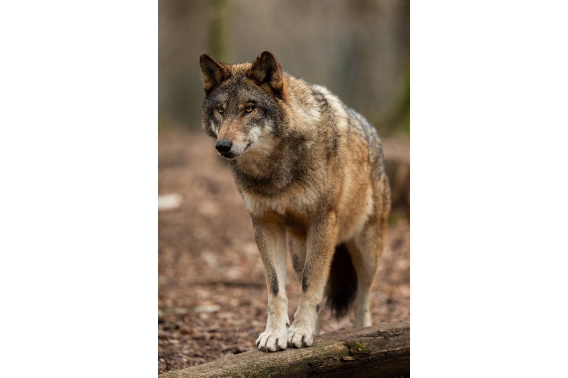 Historias de lobos; Diego de Membiela explora la frontera entre la naturaleza, el alma y la oscuridad