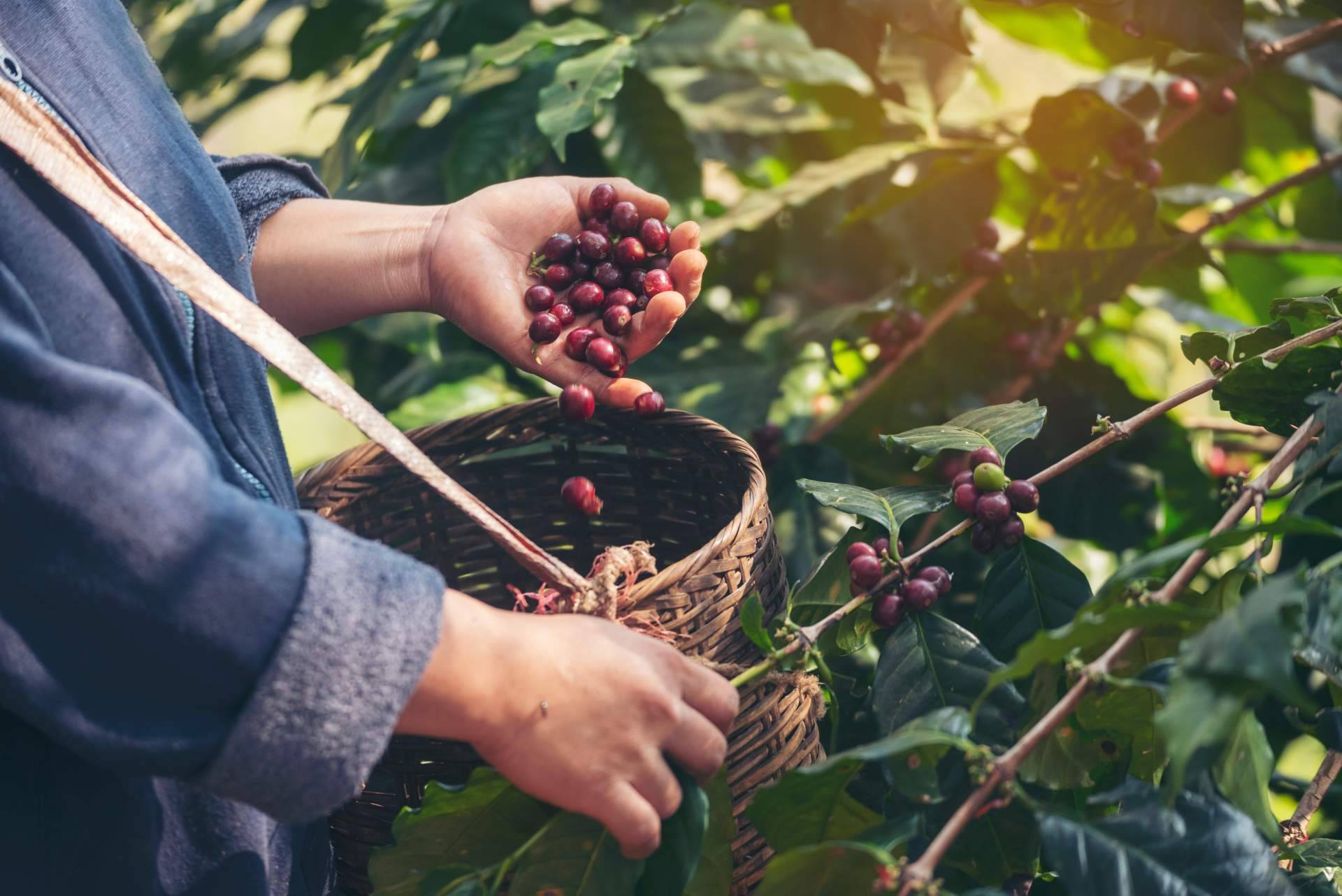 El café de especialidad para empresas gana protagonismo con la oferta personalizada de Fresh OCS